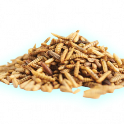 Enterra-Whole-Dried-Larvae 12 Enterra-Whole-Dried-Larvae 12
